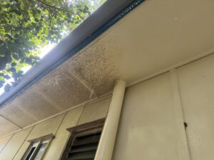 Mould buildup on soffits before house washing