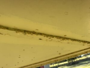 Lawn Grub Cocoons Under House Eaves