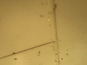 Lawn grubs on ceiling