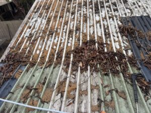 Leaves on the shed roof