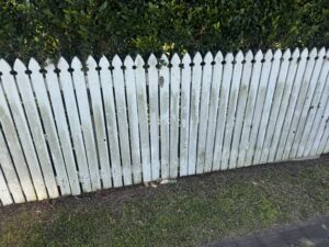 Mould on fence